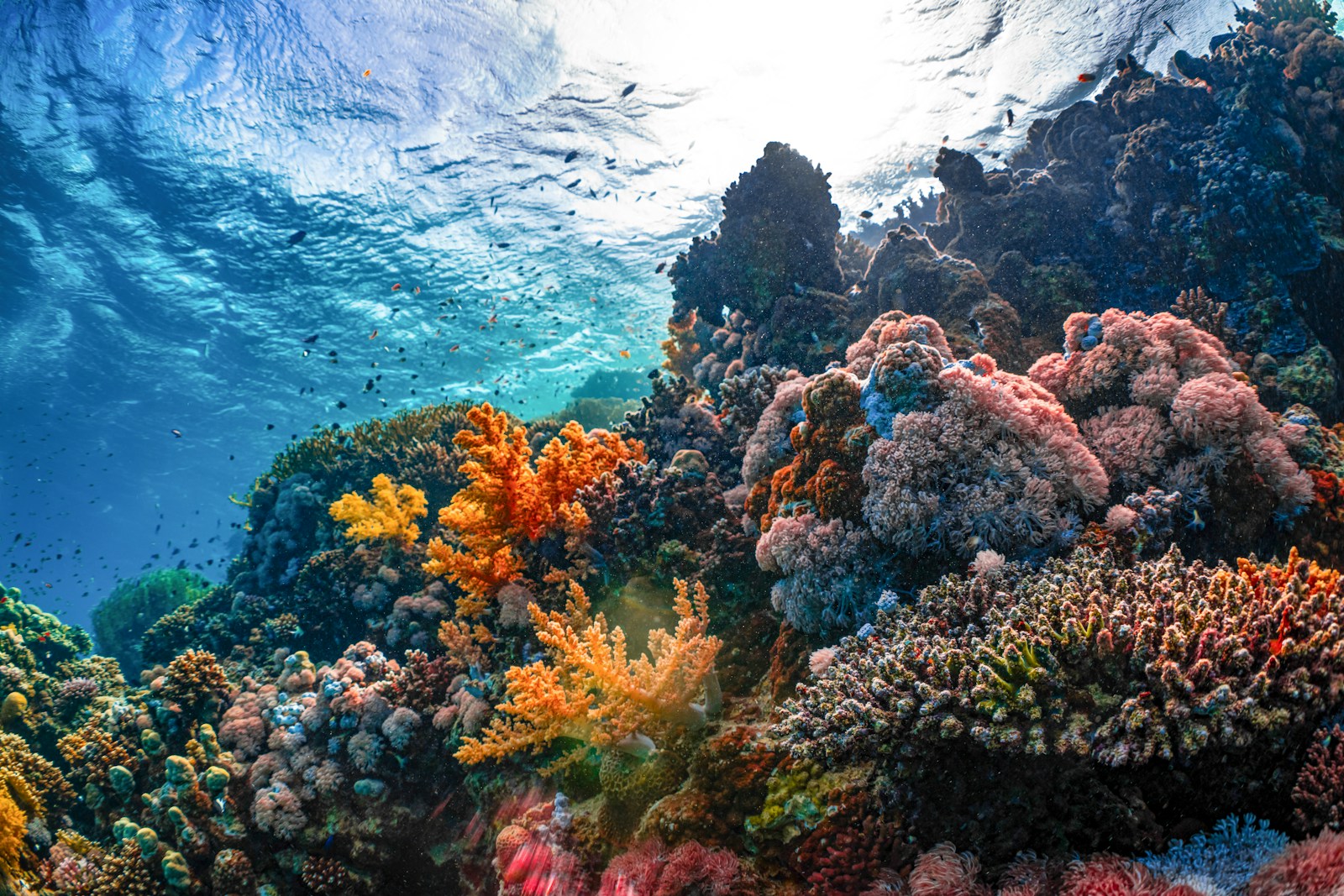 an underwater view of a colorful coral reef